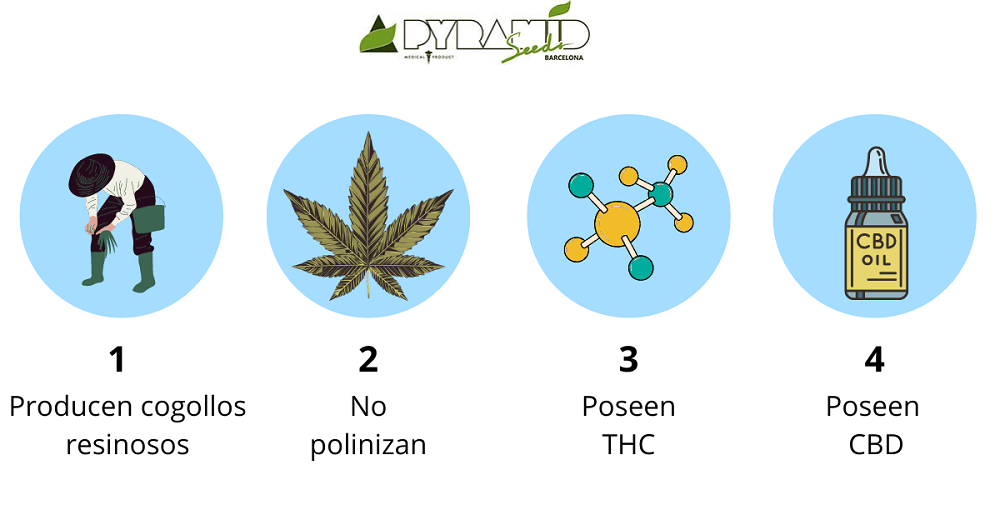 Características de las semillas de marihuana feminizadas: 1- Producen cogollos resinosos. 2-  No polinizan-. 3- Poseen THC. 4- Poseen CBD.